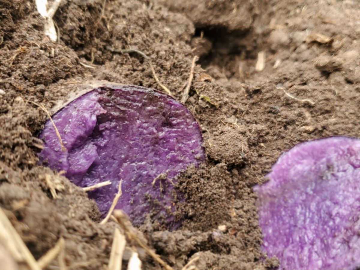 Purple is the New&nbsp;Idaho